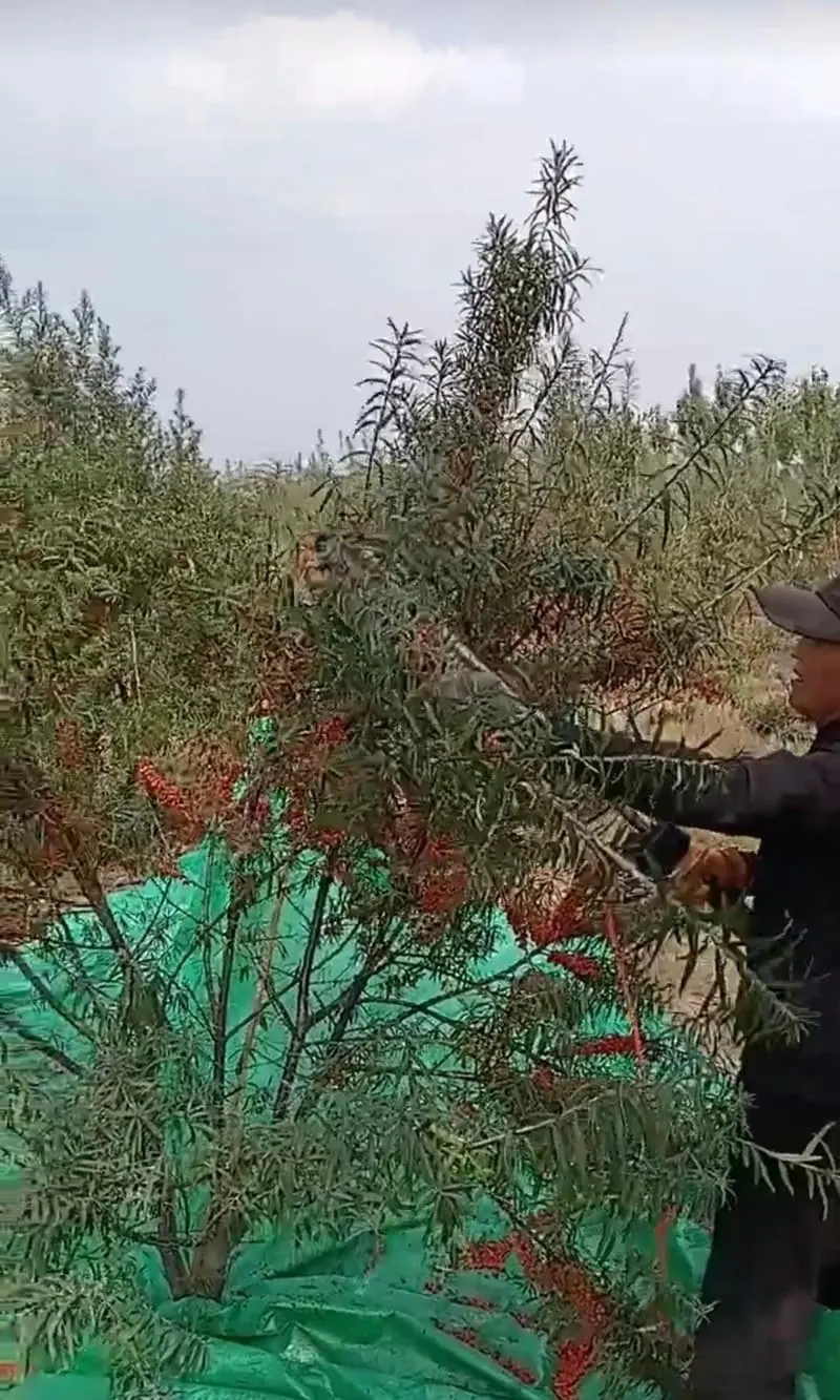Seabuckthorn · winter harvest
